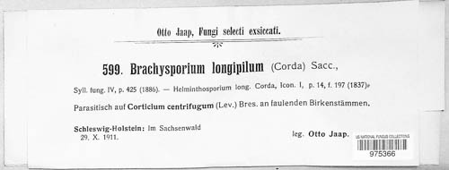 Brachysporium longipilum image